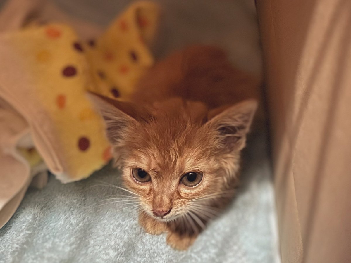 hiro2ka's tweet photo. 迷子の迷子の子猫ちゃん〜🎵
庭にいた子猫を保護しました

うちに誰もいないので���かけられない🏍️🥲 https://t.co/cqoobOqxdu