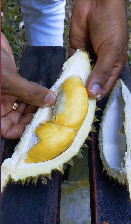 TASTING DURIAN KAMPUNG #DURIANLOVERS #SHORTS #durian #malaysiaviral 
youtube.com/shorts/KlCRrPV…