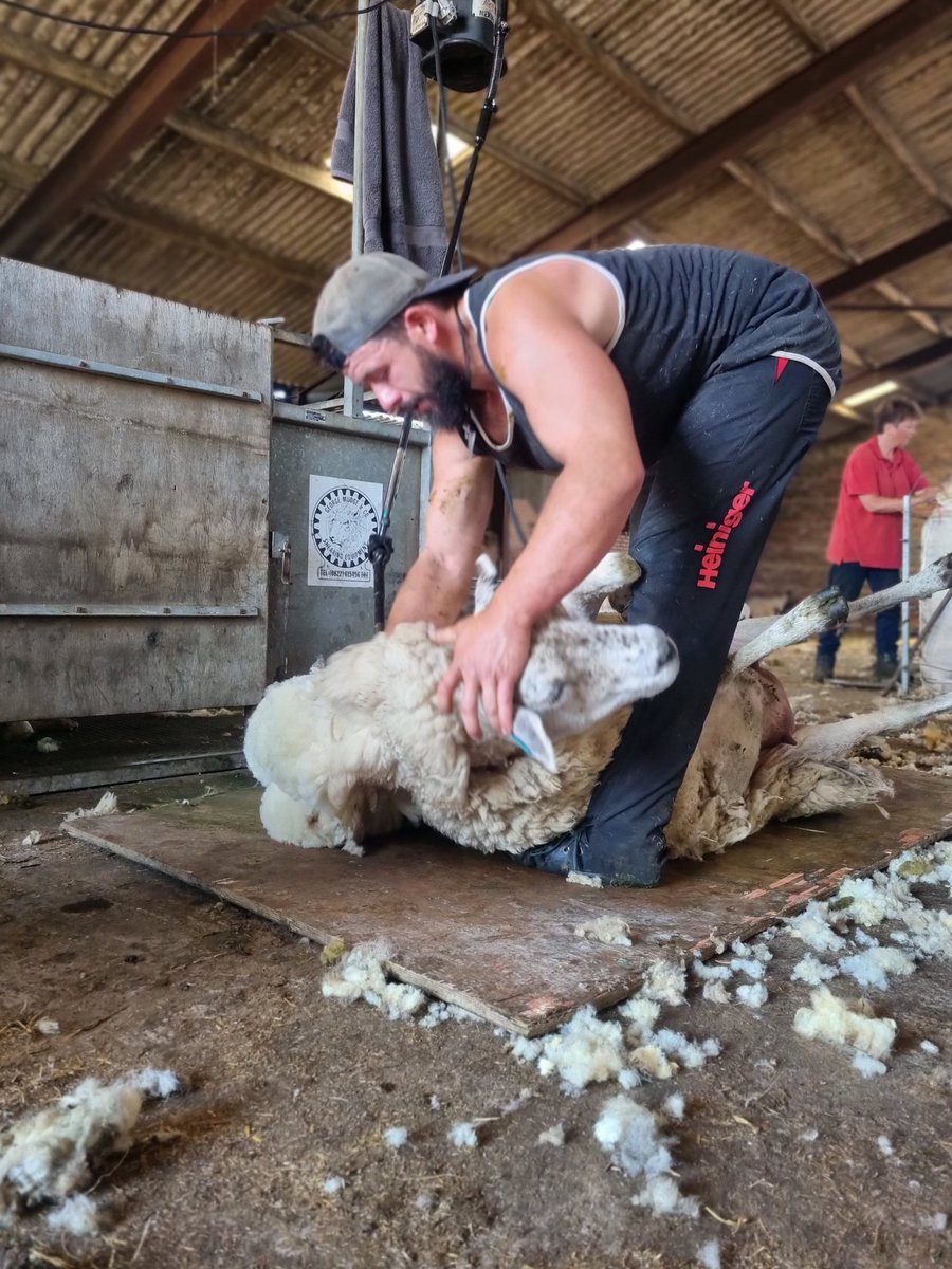 ARHCY89's tweet photo. Joe has watched Uncle Daniel clip sheep a lot. 

It is very interesting for all ages. David and Daniel are very knowledgeable about sheep. 

Booking through Fareharbour:

https://t.co/L01dDeL5Ff https://t.co/7BGDdC3UG9