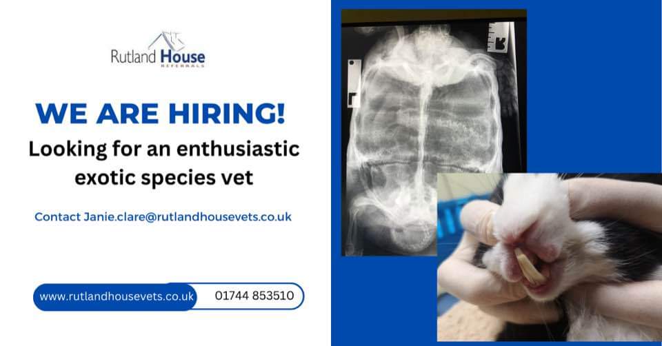 ExoticRvn's tweet photo. We have an exciting opportunity for a veterinary surgeon to come and work with Dr Molly Varga Smith, Gemma Burchall, and myself at Rutland House Vets Exotics Department.
If you are up for a challenge and have an interest in exotics, then get in touch. What are you waiting for ? https://t.co/3yNY349TLl