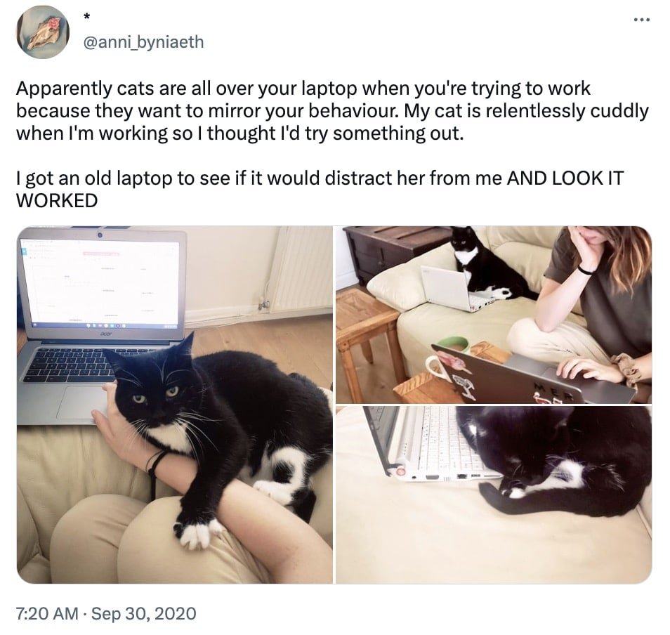 ChrisXSC's tweet photo. @gldivittorio I'm not 100% sure they're not joking but lots of people say if you make a little laptop for your cat they'll sit on that one instead. 😃 https://t.co/frXIhman7K