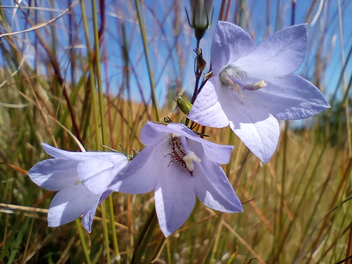 PurbeckWild's tweet photo. Harebells. Quite a challenge in a stiff breeze.
Note the ferocious, carnivorous #Lacewing larva within.
#wildflowerhour #Purbeck #ukwildflowers #TwitterNatureCommunity #TwitterNaturePhotography #carnivores #minibeasts #aphidpredators #harebells #summer #DorsetWildlife #insects https://t.co/GNDk9FizS7