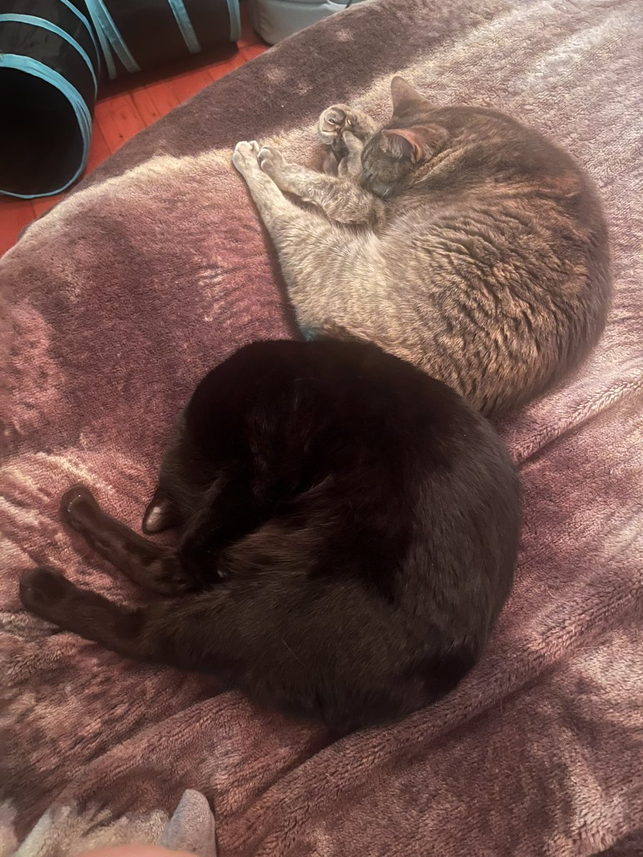 WOLFGIRL tweet media