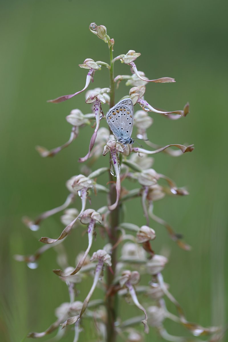Just another photo of a Lizard Orchid. Nothing to see here...