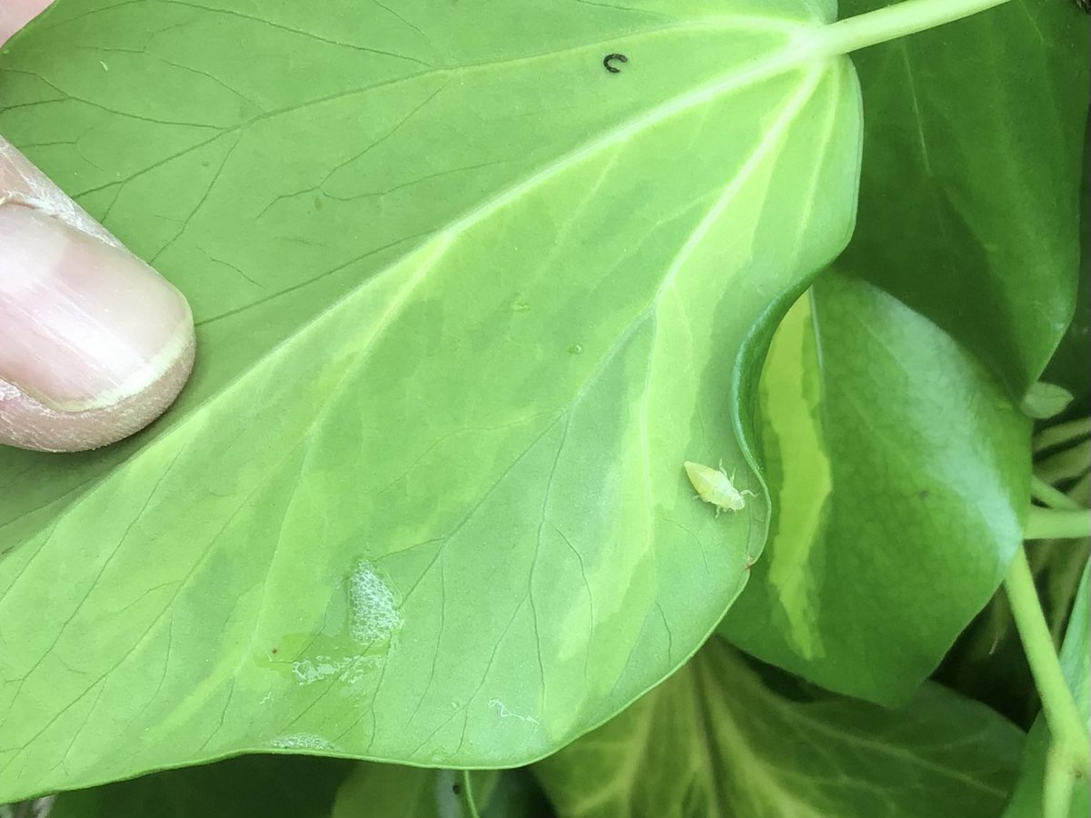 elton_school's tweet photo. More bug hunting at #forestschool. Not sure who’s watching who here. 👀🦗
#outdoorlearning #minibeasts #grasshopper #froghopper #spittlebug #derbyshiredales #matlock #ukwildlife https://t.co/bRAjpezCYm