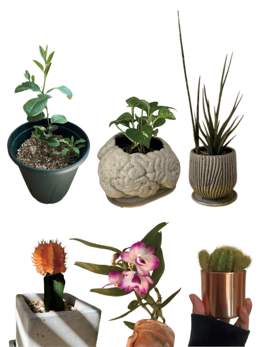 GINZA_magazine's tweet photo. あいみょんが日々大切に育てる植物を自ら写したフォトダイアリー。 https://t.co/EhZhrAiuHG https://t.co/ocRtzbronh
