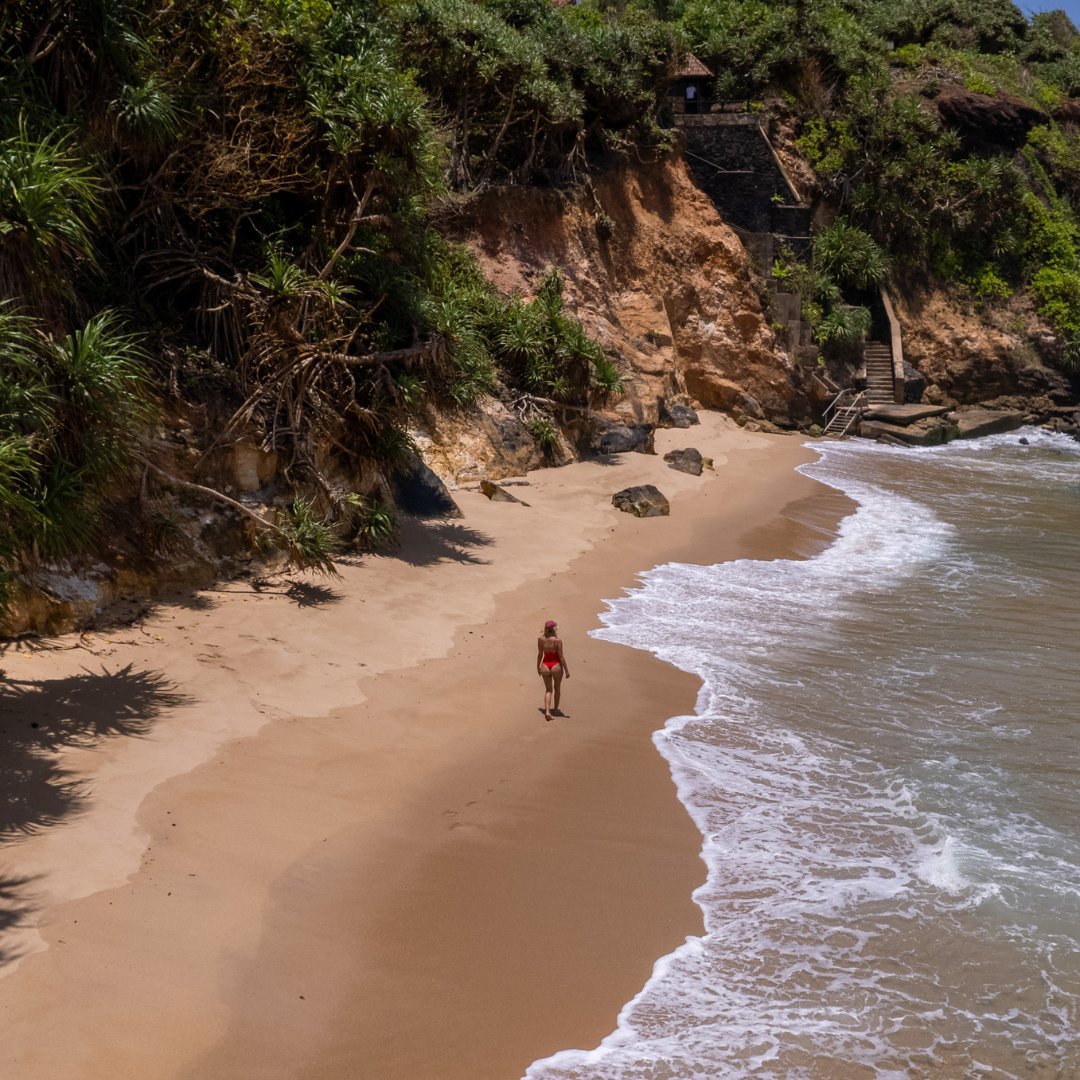 Resplendent Ceylon tweet media