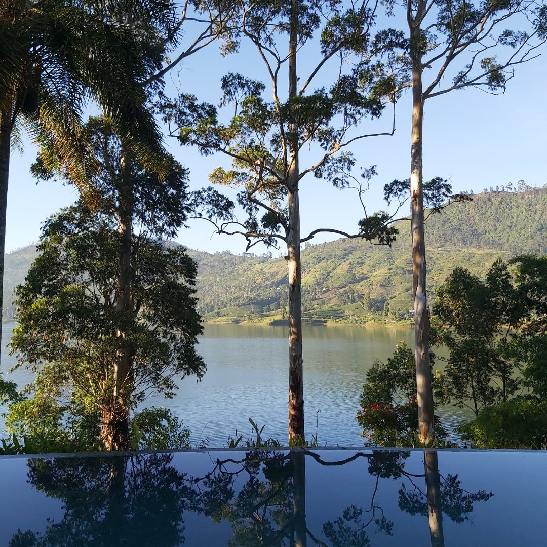 Resplendent Ceylon tweet media