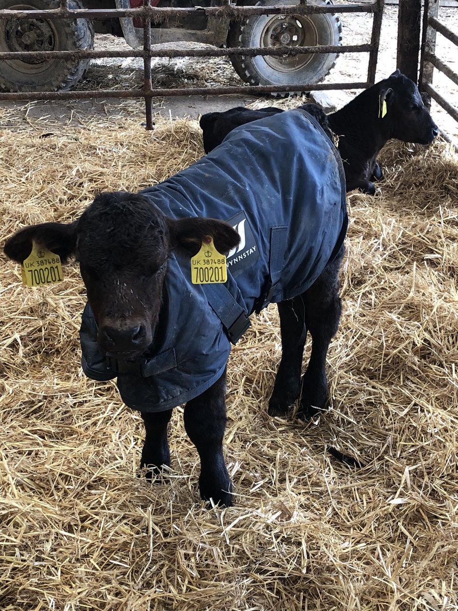 Blankie’s lent his blankie to a new #bottlefeeding friend - meet Benji whose Mum was attentive but just not feeding him 🙈

#farming #northcornwall #farmholidays with two to bottle feed every day! ❤️