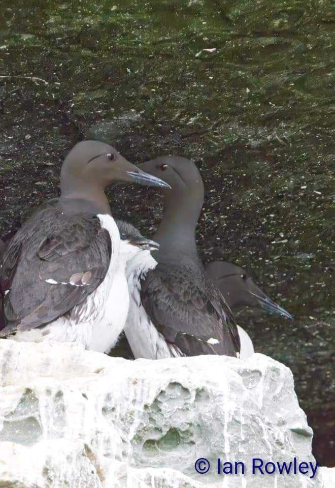 Seabirds_Seals's tweet photo. Our first #guillemot #jumpling
It is incredible that that these tiny bundles of feathers 'fledge' by jumping from the high cliffs of #Noss to swim out in to open ocean with the male parent. We often see them on the water during our July @Seabirds_Seals #NossBoatTours https://t.co/coVPHFifUU