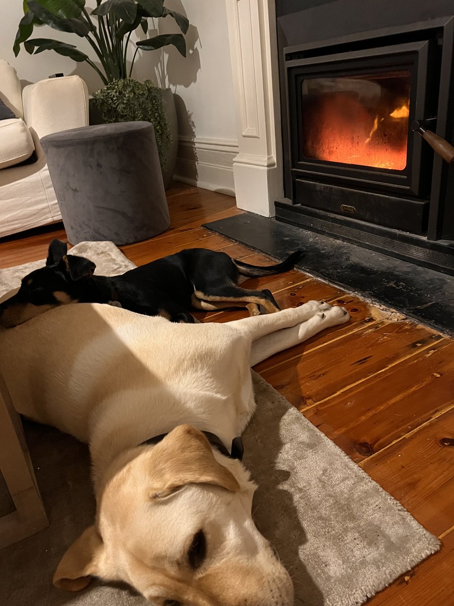 smidgewines's tweet photo. Hot Dogs? 🥰Watching footy infront of the fire is better than being outside #Frankiefriday #bestfriends #winerydogsaustralia #itswarminhere #winter #woof #smidgewines https://t.co/kc2lLY4xbp https://t.co/UxtBDMWjNT