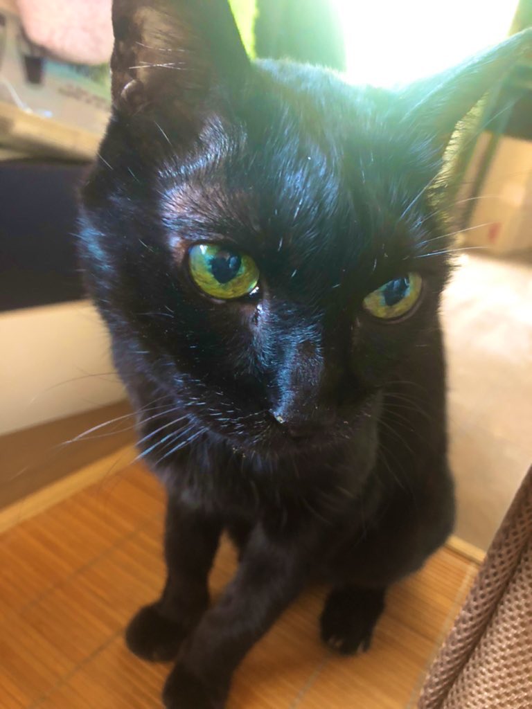 tanchoni's tweet photo. ねこたちと楽しい毎日おくってます！

🐈めいちゃん(ちょりって呼んでる)
🐈‍⬛ひめちゃん(たんちって呼んでる)

ちょりちゃんのお誕生日にアカウント開設🌅🌅
写真いっぱい載せたいです🥳🫶🫶
よろしくお願いします💪❕

#猫のいる幸せ #猫がいる生活 
#猫好きさんと繋がりたい https://t.co/nGG0Qt5pzy