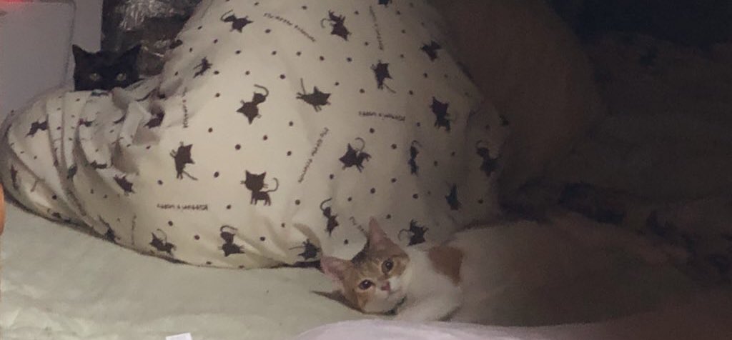 tanchoni's tweet photo. ねこたちと楽しい毎日おくってます！

🐈めいちゃん(ちょりって呼んでる)
🐈‍⬛ひめちゃん(たんちって呼んでる)

ちょりちゃんのお誕生日にアカウント開設🌅🌅
写真いっぱい載せたいです🥳🫶🫶
よろしくお願いします💪❕

#猫のいる幸せ #猫がいる生活 
#猫好きさんと繋がりたい https://t.co/nGG0Qt5pzy