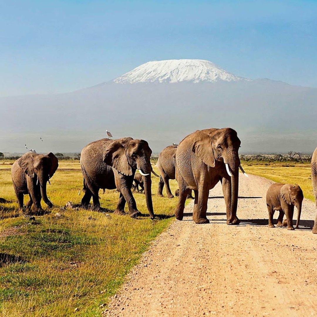 The park is known to be the only place in the world to be so up close with the elephants.

To know more visit us @ gorillatrips.net/kenya-tours-an…

Call / WhatsApp +256-775-564060

￼info@gorillatrips.net

#travelling #kenya #amboseli #amboselinationalpark