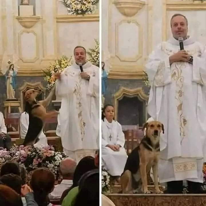 El sacerdote brasileño Juan Pablo saca perros abandonados de las calles, los alimenta y los baña. 

Luego presenta un perro a cada misa para encontrarles un hogar. 

Docenas de perros callejeros tienen familias gracias a este hombre.