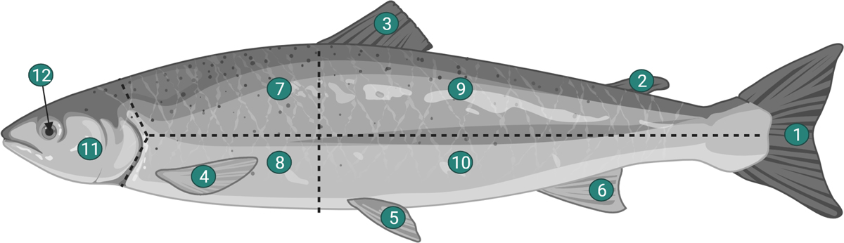 ParasiteJournal's tweet photo. [Nouvel article] Maladies des points noirs chez sept espèces commerciales de poissons de la Manche et de la mer du Nord : niveaux d’infestation, identification et génétique des populations de Cryptocotyle spp.
https://t.co/oI6op84qP7 https://t.co/N9tM7YiRcT