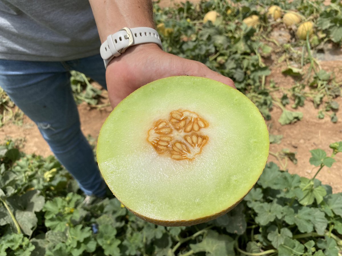 REVISTAFYH's tweet photo. 🍈🍉 La #MelonWeek de @SeminisIberia cumple 10 años y, para celebrarlo, por primera vez muestran en un mismo campo sus novedades de #melón y #sandía. https://t.co/NOObYKXact