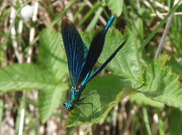 Wilias_Stiniog's tweet photo. Y tywydd heb fod yn ddelfrydol ond mae'n werth dathlu Wythnos y Gweision Neidr bob blwyddyn!
#yagym #DragonflyWeek23
https://t.co/9q0uXJZLkl https://t.co/aYC5tqWEPr