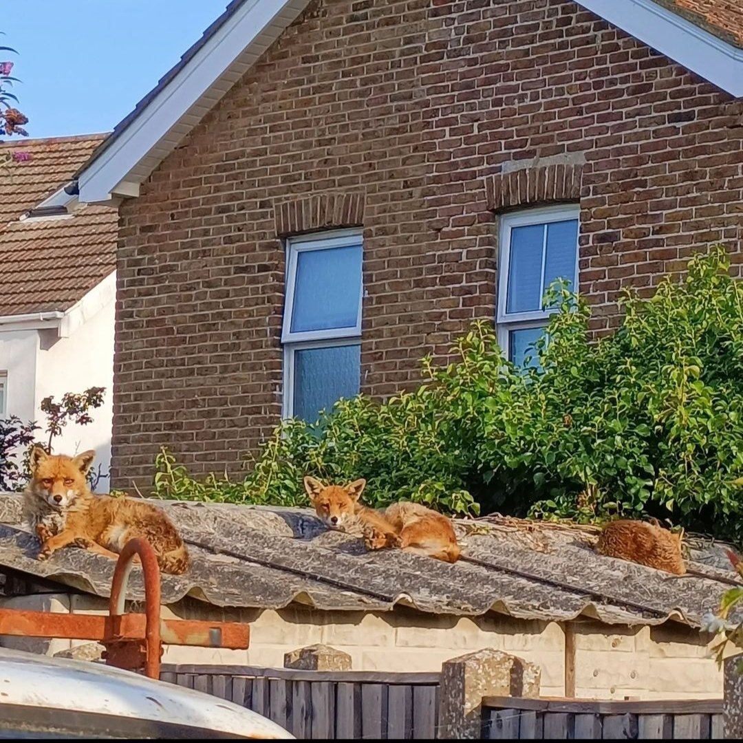 ChrisGPackham's tweet image. Something about foxes on a hot tin roof ? #FoxOfTheDay from @happyempath