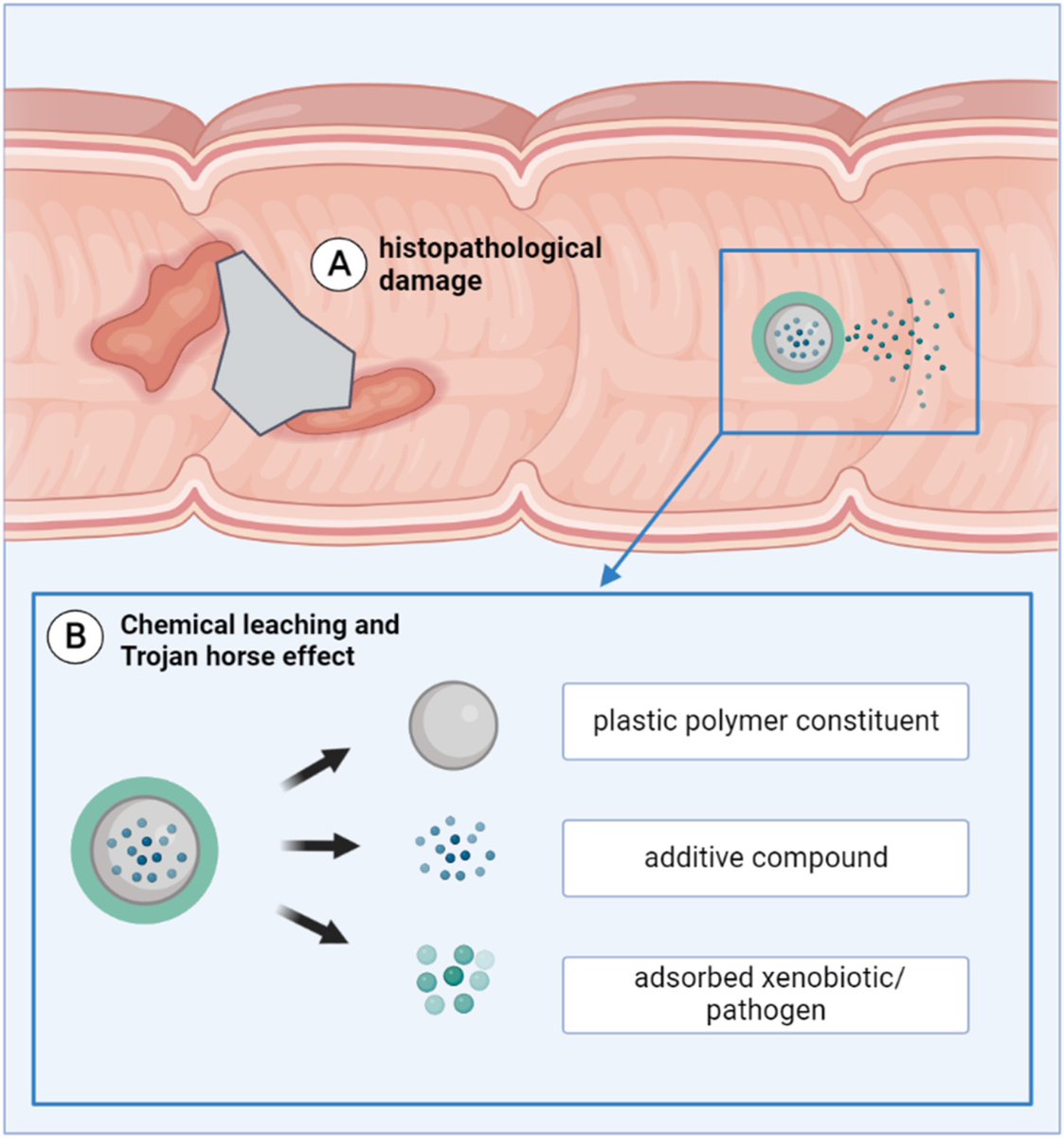 NEW REVIEW PAPER! #OpenAccess

“Riverine microplastics and their interaction with freshwater fish.” #microplastics #plasticpollution #fish Download it here sciencedirect.com/science/articl… Untreated wastewater is a huge supplier of microplastics to rivers.