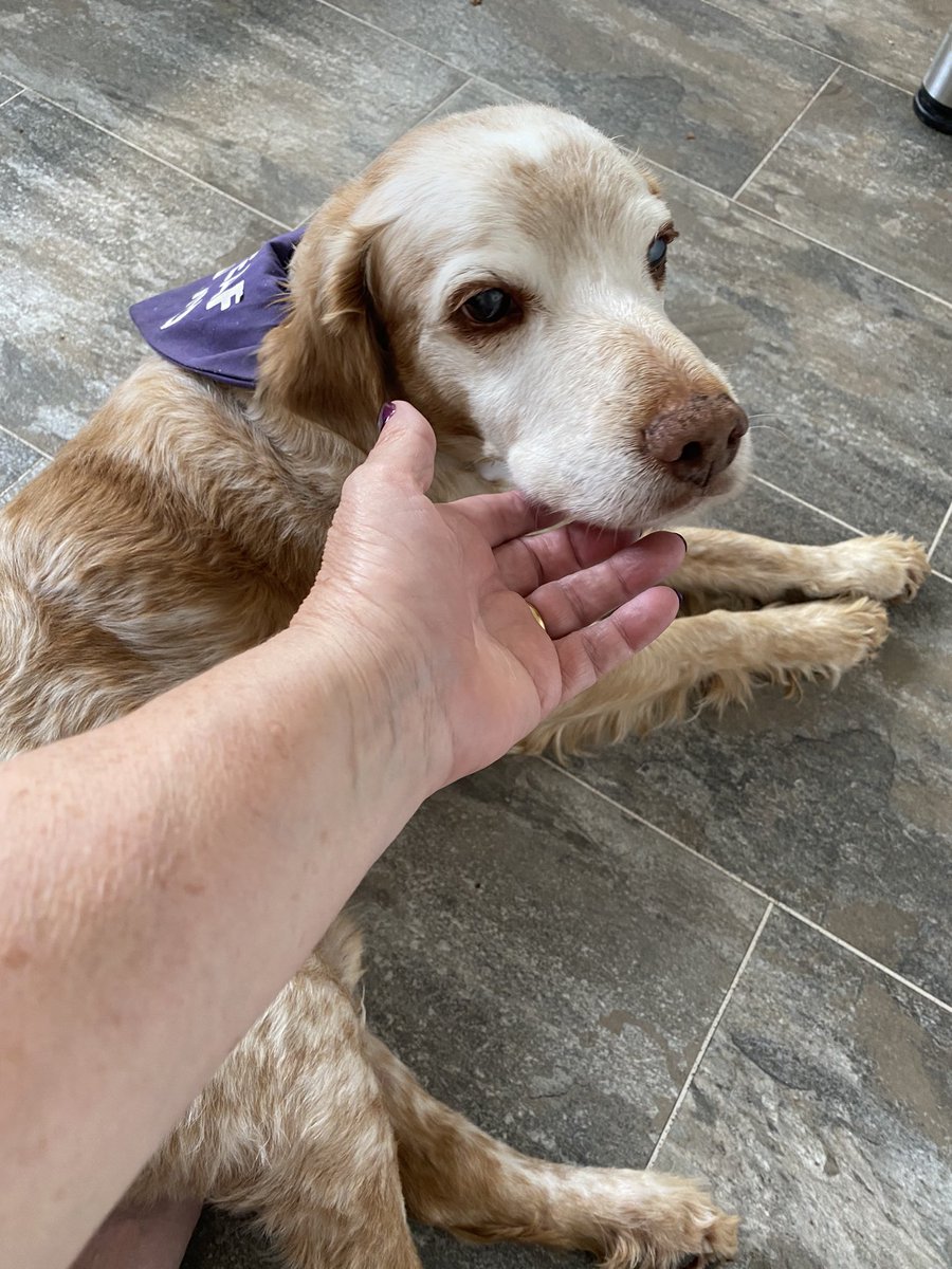 SpanielsSuper's tweet photo. Mum went out yesterday & left us all alone😢💔
Said something about too hot in car? #Pftt
Today to make sure she doesn’t repeat such egregious behavior…
I have gone to sleep on her foot
#CunningPlan #DontLeaveUsMum #Abandoned #AreYouStillThereMum #JustChecking #AdoptDontShop https://t.co/WFp9iv4tgC