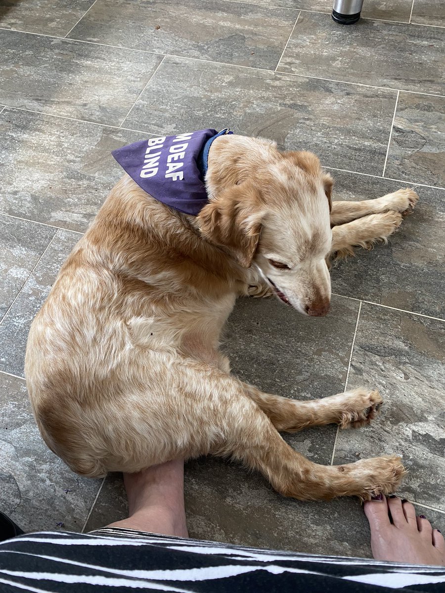SpanielsSuper's tweet photo. Mum went out yesterday & left us all alone😢💔
Said something about too hot in car? #Pftt
Today to make sure she doesn’t repeat such egregious behavior…
I have gone to sleep on her foot
#CunningPlan #DontLeaveUsMum #Abandoned #AreYouStillThereMum #JustChecking #AdoptDontShop https://t.co/WFp9iv4tgC