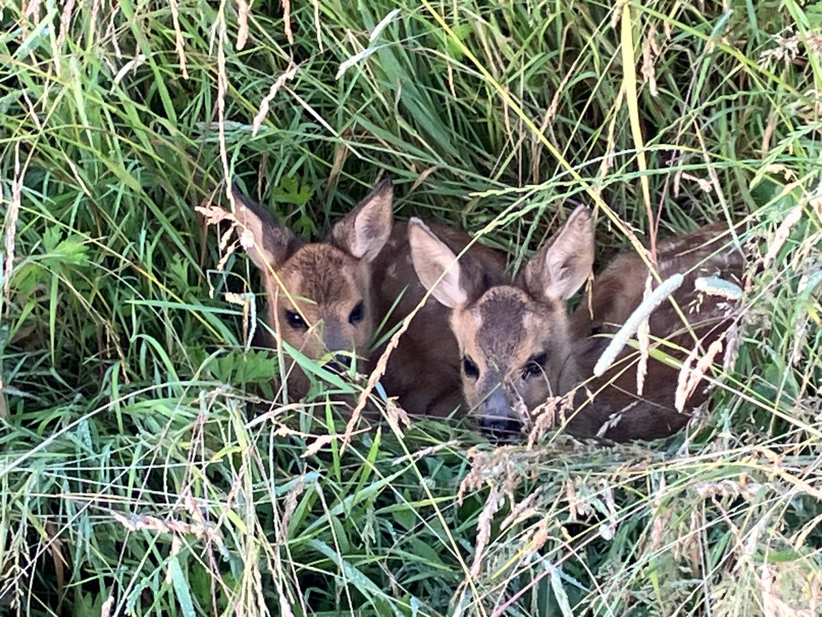 Laatste keer hooiland afgezocht vanmorgen met de drone en onze super piloot Francois Coppens! Totaal 26 #reekalfjes uit grasland gehaald en veel jonge hazen, kuikens en nesten beschermd. Dankbaar en mooi werk om #maaislachtoffers te voorkomen!