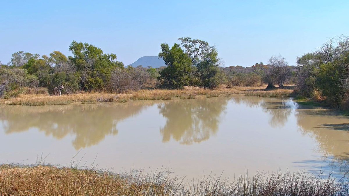 AfricamWildlife's tweet photo. A sneak peek at our new waterhole camera at Mabula game reserve...coming soon to Africam! 

#africam #waterhole #livestream #webcam #safari #wildlife #mabula https://t.co/SIhOXEG9vc