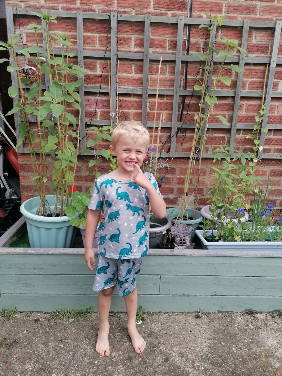 Jadewedge211's tweet photo. Oakley sunflowers have finally flowered, he planted the seeds in easter and been talking to them every day 😁he so proud of them @KingsOak2018 https://t.co/xLwDMEOnnl
