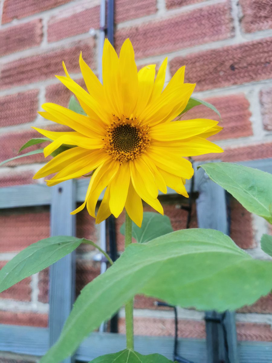 Jadewedge211's tweet photo. Oakley sunflowers have finally flowered, he planted the seeds in easter and been talking to them every day 😁he so proud of them @KingsOak2018 https://t.co/xLwDMEOnnl