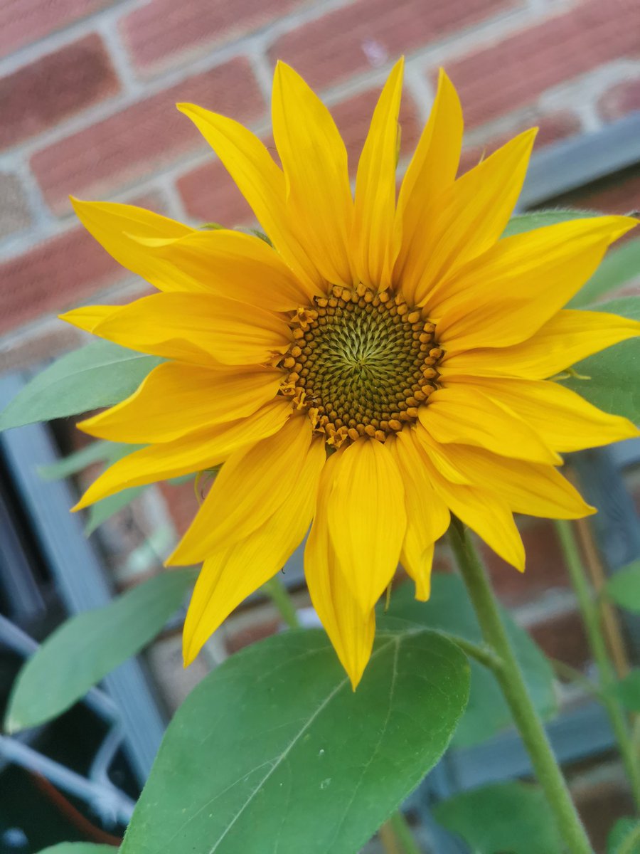 Oakley sunflowers have finally flowered, he planted the seeds in easter and been talking to them every day 😁he so proud of them <a href="/KingsOak2018/">King’s Oak Academy</a>