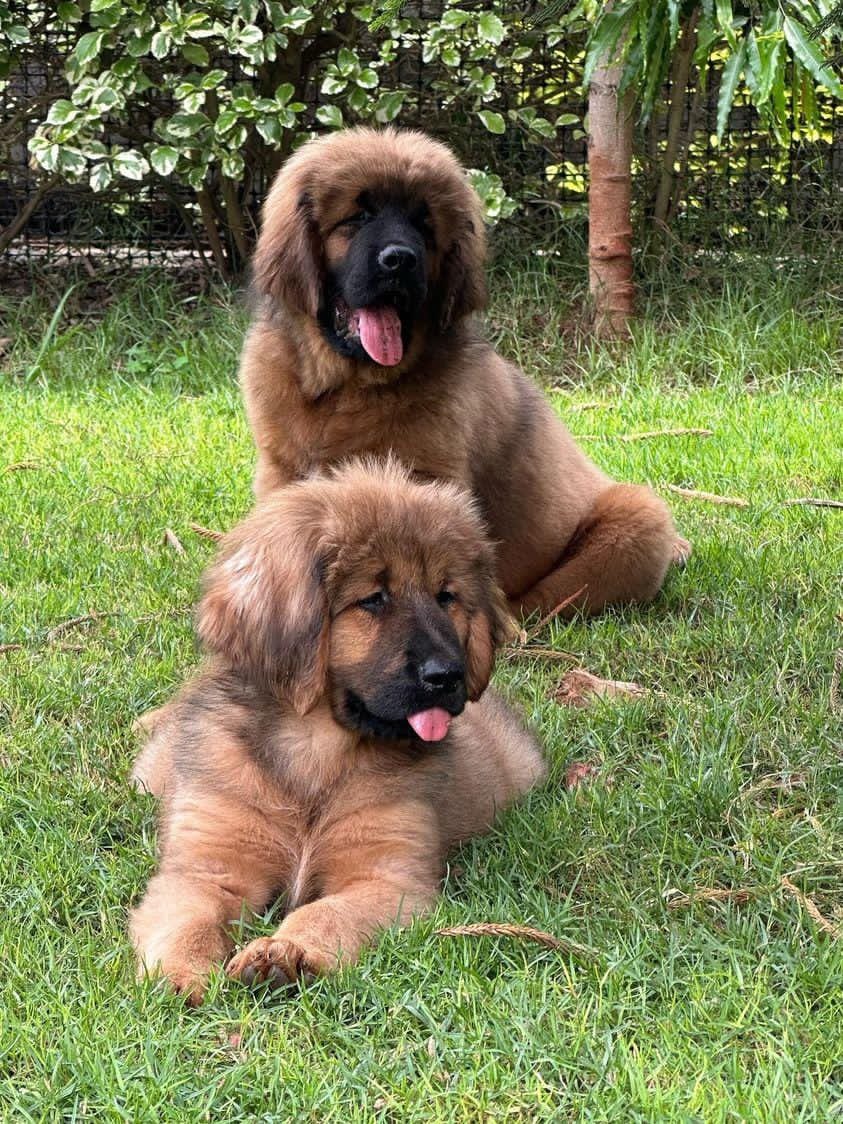 Dogs Care Uganda tweet media