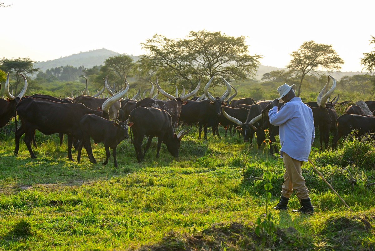 I'm always telling everyone to be involved in wealth creation, in that spirit, I am supervising deworming (Okugaburura) of my cows in Kisozi.  This must be done twice a year when the rains stop, that is end of June and December.  It should have been done at the end of June but