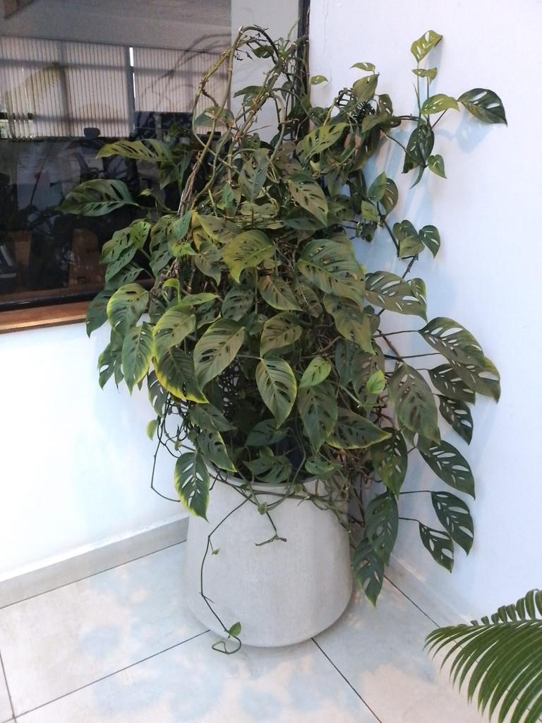 MV_crafts's tweet photo. Let's improve that office look with this fine Fibre glass pots.. We will also advise on the best plants.
Call us on 0726595809
Nairobi CBD Thika Road Maandamano Nimrod Mbai Raila https://t.co/YTYQtK6nzN