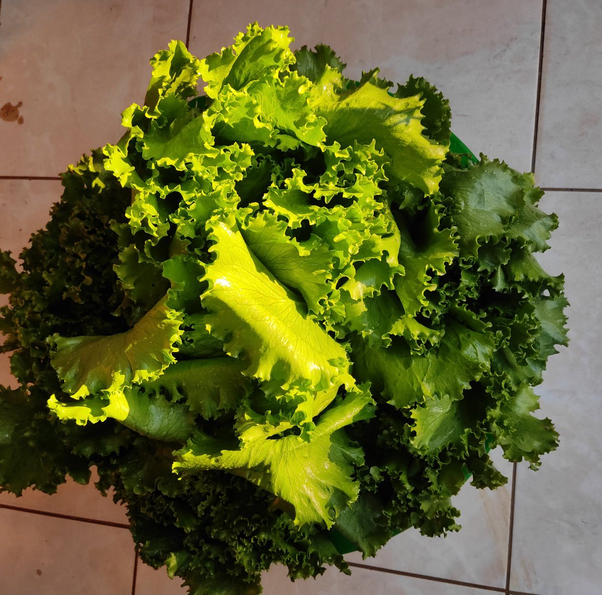 sinjaninga's tweet photo. Organic Fresh Lettuce available for sale https://t.co/NjAo3o2P1f