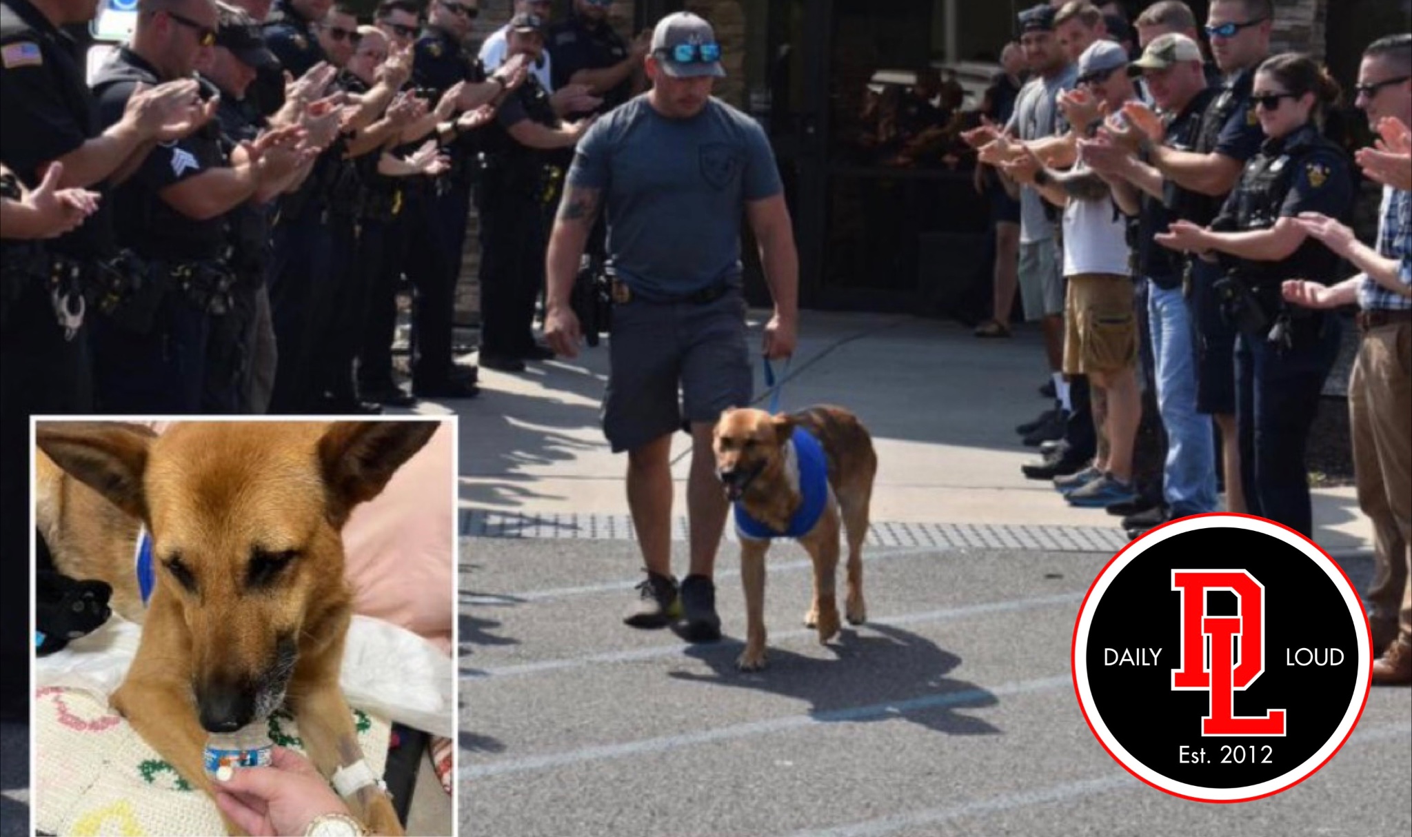 Daily Loud on Twitter "BREAKING New York police dog who was stabbed