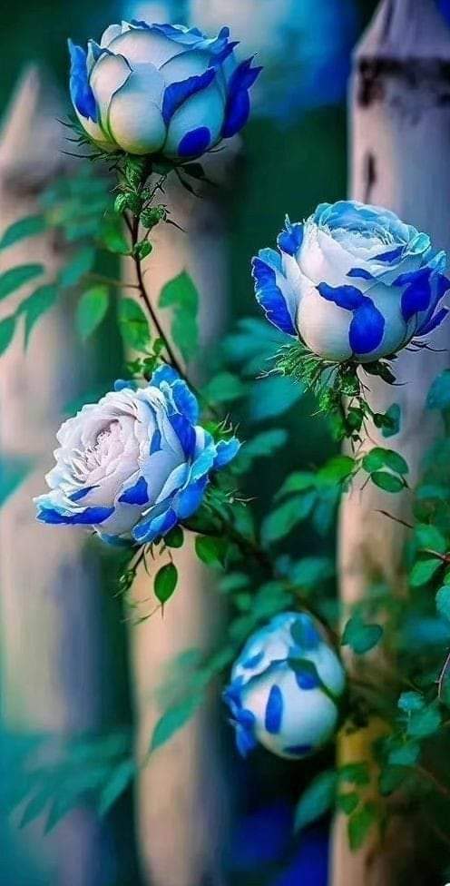 <a href="/draltafulhassan/">Dr. Altaf ul Hassan</a> 
Best wishes on a wonderful Friday, dear Brother Dr <a href="/draltafulhassan/">Dr. Altaf ul Hassan</a>. I hope you have an amazing time.