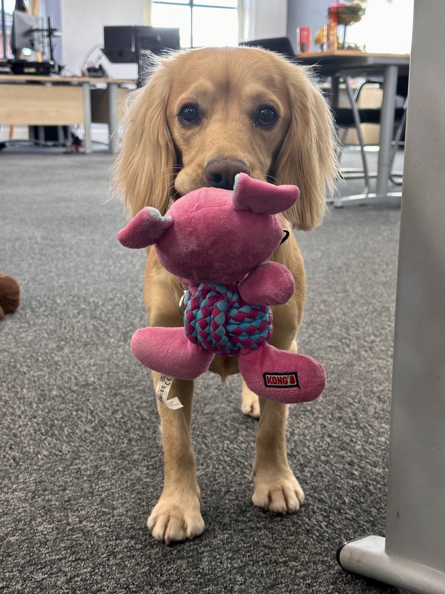 I’m sorry but I’ve had to involve Penny. (Head of HR)
Humans get fruit provided in the office but I get no doggy noms