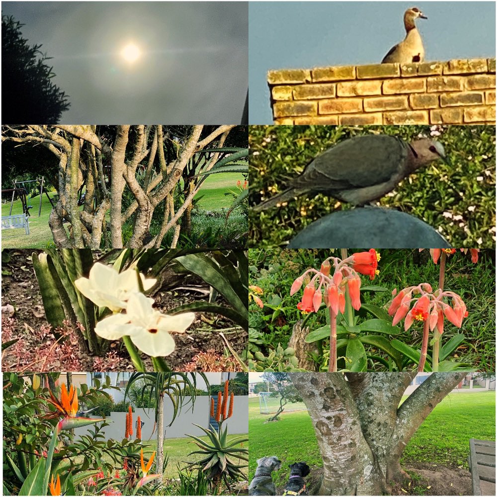gumamey's tweet photo. #Fridaymorningwalk #collage #moon #birds #flowers #trees https://t.co/bxQgzxBxB3
