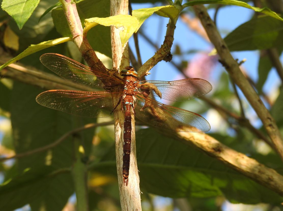 uknationalparks's tweet photo. The Dragonfly symbolises transformation and new beginnings and is a good bioindicator of healthy waterways. Here are some of our favourites this #DragonflyWeek, join in and add your nature recordings this weekend on @inaturalist.
https://t.co/MAirMWdeVB #DragonflyWeek23 #LookWild https://t.co/IIwDojAqHA