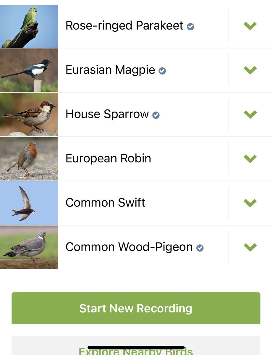 tashmakesstuff's tweet image. cup of tea in the garden with the dickie birds Quite a busy morning, always surprised at how many birds our little urban patch has