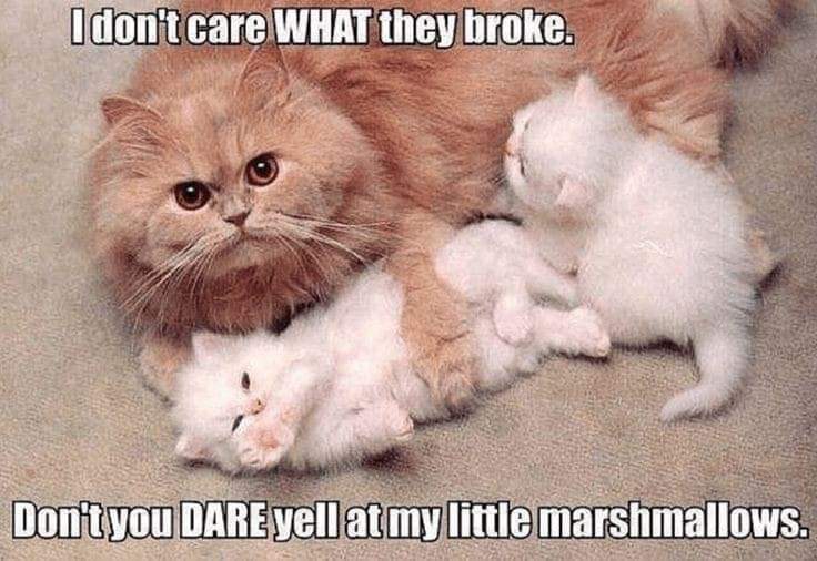 Morning my little floofs 😂😂😂😹😹