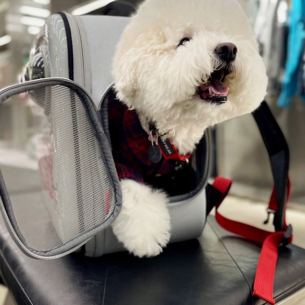 PETSPETSCS's tweet photo. Intelligent
💗
The company of plush puppies makes solitude fearless. 💖

· Spacious Portable Cat Backpack Carrier ·
🐶 SHOP NOW 🐱 LINK IN MY BIO ⬆ Shiping ✈🚢🌍

#petspets #travelbackpack #pet #dog #puppy #travel #trip #bag #landscape https://t.co/ZxmP3icCtE