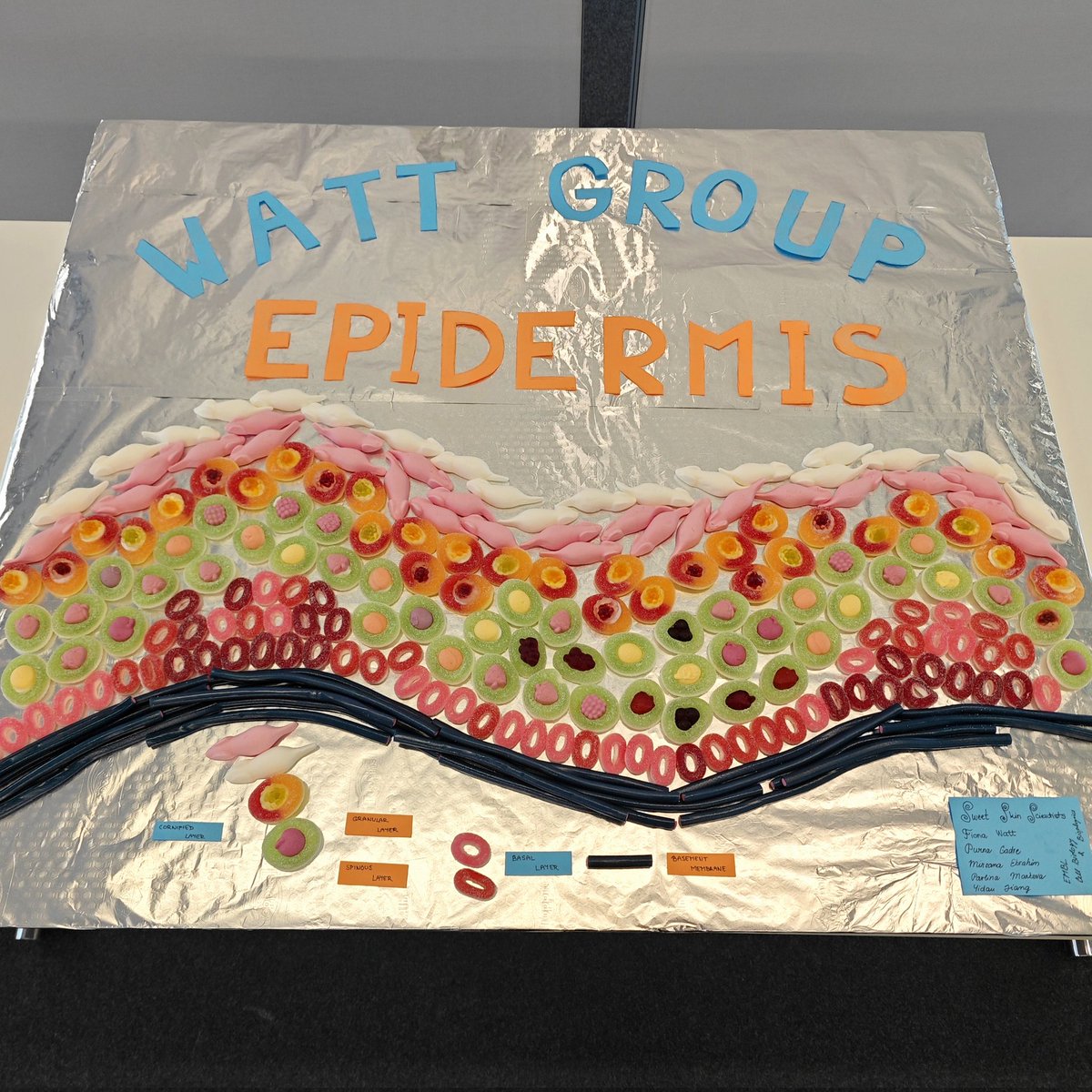 yidan_jiang's tweet photo. Lab day starts. How amazing when your colleague has the greatest idea to present the epidermis (and we all love sugar, all credit to Pavlina π! Come by Watt Lab posters by helix A!
#EMBLlabday @EMBLEvents https://t.co/oQXdZ8zXbk