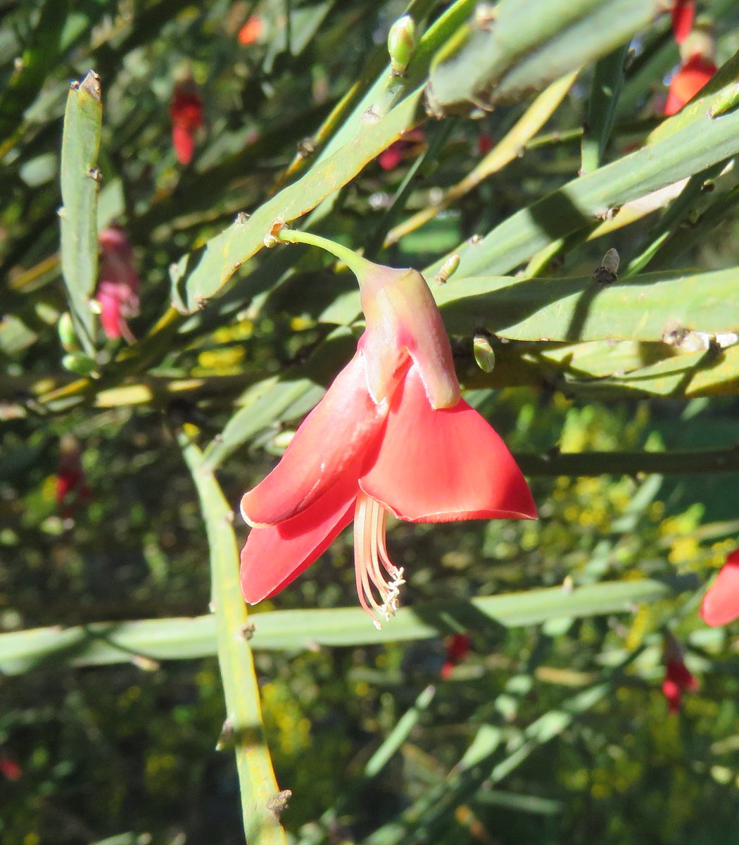 StuartWilliams_'s tweet photo. Cactus bossiaea (Bossiaea walkeri), a leafless shrub from southern Australia. Endangered in Victoria.
#RBGMelbourne #Bossiaea #Fabaceae #ozplants https://t.co/pnvqyGSviS