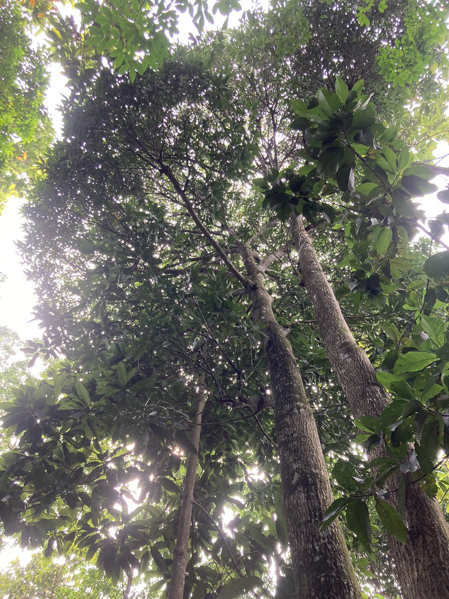 Great morning with <a href="/TropiKel_Ecolab/">Team Underground</a> at the #dipterocarp #arboretum in #yishun park where Mangifera indica x odorata and Hopea helferi are BOTH fruiting at the moment.