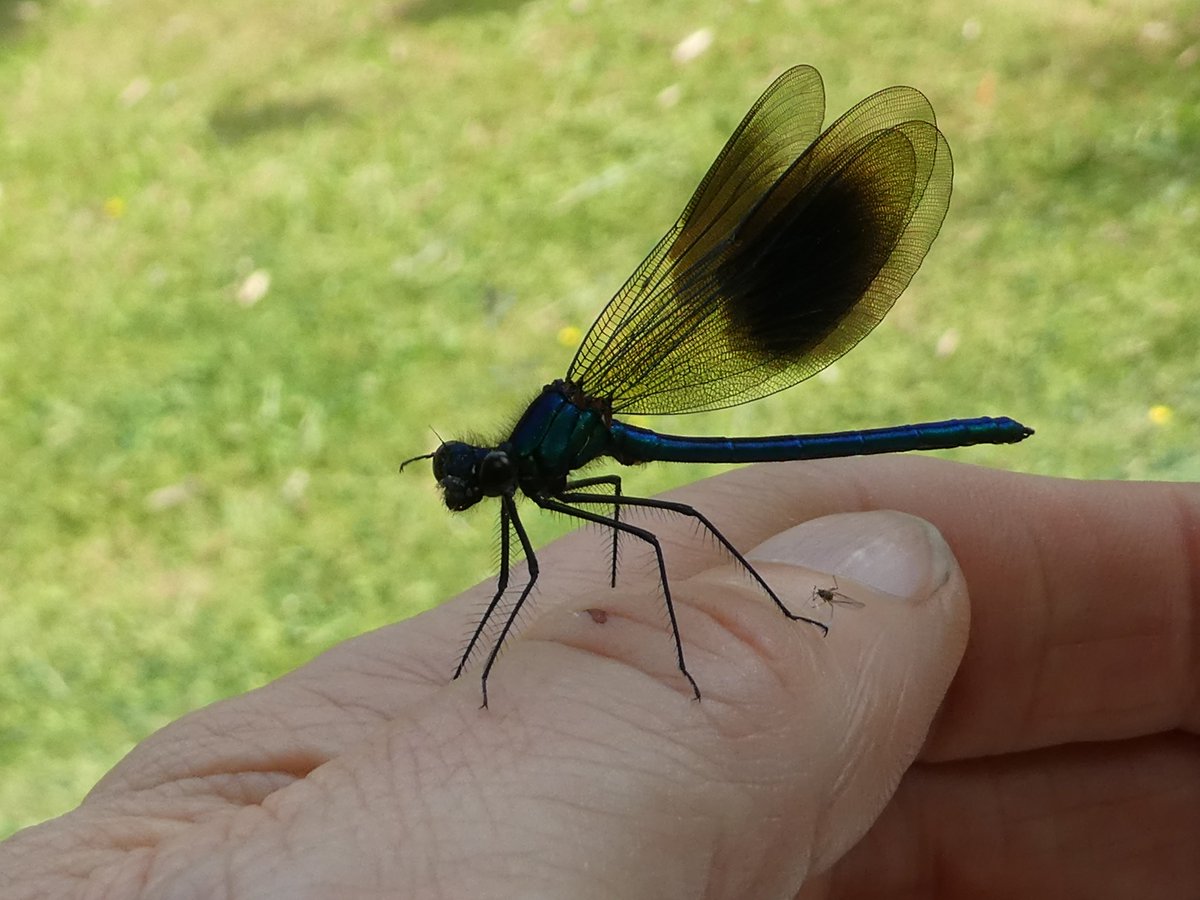 Design_York's tweet photo. Studio visitor this week. A banded demoiselle @BDSdragonflies?
#DragonflyWeek23 #UKwildlife #dragonfly #nature https://t.co/XwaOQlDaQT