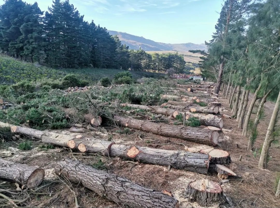 Winter work being completed for the upcoming 2024 grape harvest. We are thinning out some of wind breaks to increase airflow in our vineyards and also to give the vines more sunlight hours. 🌞🍷