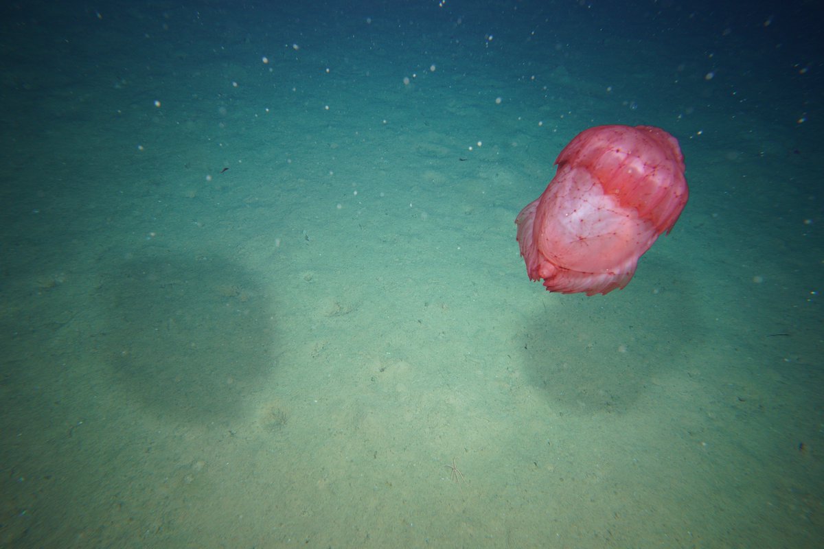 Incredible discoveries up to 5,000m below sea level in WA's Gascoyne Marine Park. @KirkendaleLisa @WestOzFish and Dr. Andrew Hosie from WA Museum were part of the team who made astonishing findings. Led by @CSIRO, dive into our web story here: bit.ly/WAMBB_Gascoyne…