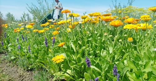 Vacature projectleider sociaal &amp; ecologisch hoveniersbedrijf - #Amersfoort
Bekijk hier de #vacature: amersfoort.work/vacature/vacat…